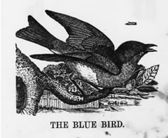THE BLUE BIRD 
