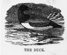 THE DUCK 