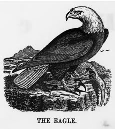 THE BALD EAGLE