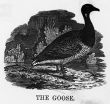 THE GOOSE