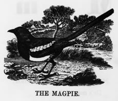 THE MAGPIE