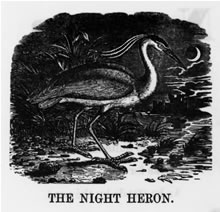 THE NIGHT HERON 