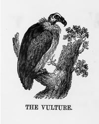 THE VULTURE